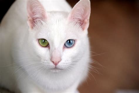 white cats with two different colored eyes